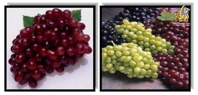 جمعيه بدايه لتنميه المجتمع - اصناف عنب العصير