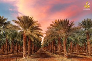 المشروع القومي لزراعة أشجار نخيل البلح فى مصر