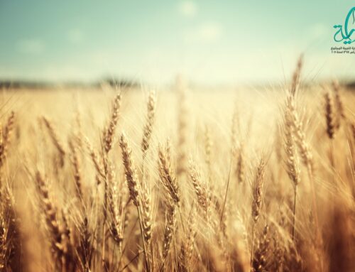 جمعية بداية – الزراعة تصدر إرشادات هامة لحماية القمح بعد موجة التغيرات الجوية