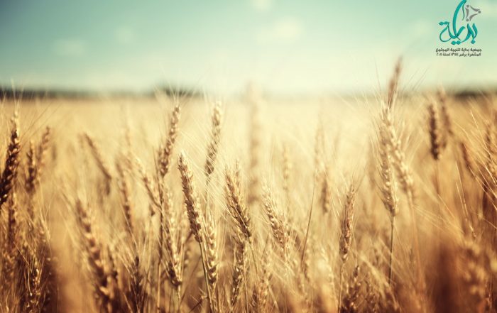 جمعية بداية لتنميه المجتمع - محصول القمح