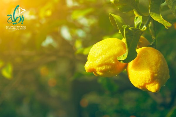 زراعة اشجار الليمون