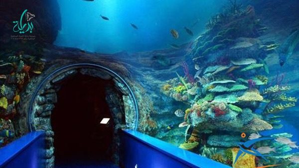 يقع متحف الأحياء المائية في شارع قلعه قايتباي، و يضم العديد من الحيوانات والنباتات البحرية المتنوعة كالصدف والأسماك الفريدة والسلاحف والنباتات والإسفنج التي تعيش في البحيرات والبحار المصرية عموماً والنادرة منها .
