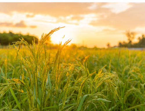 جمعية بداية  – تعرف طرق مقاومة حروق الشمس على المحاصيل
