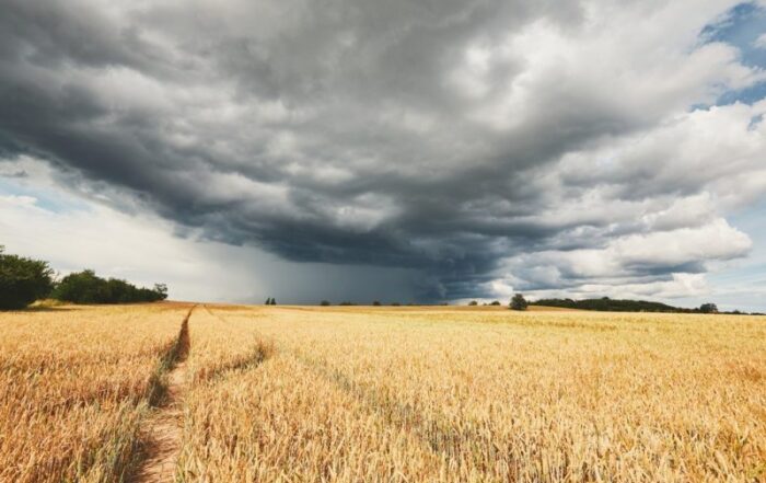 جمعية بداية - توصيات وزارة الزراعة للمزارعين للتعامل مع موجة الطقس البارد والامطار