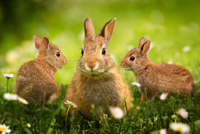 جمعية بداية - تعلم كيف تبدأ مشروع لتربية الأرانب .. ونصائح لضمان النجاح بأقل التكاليف