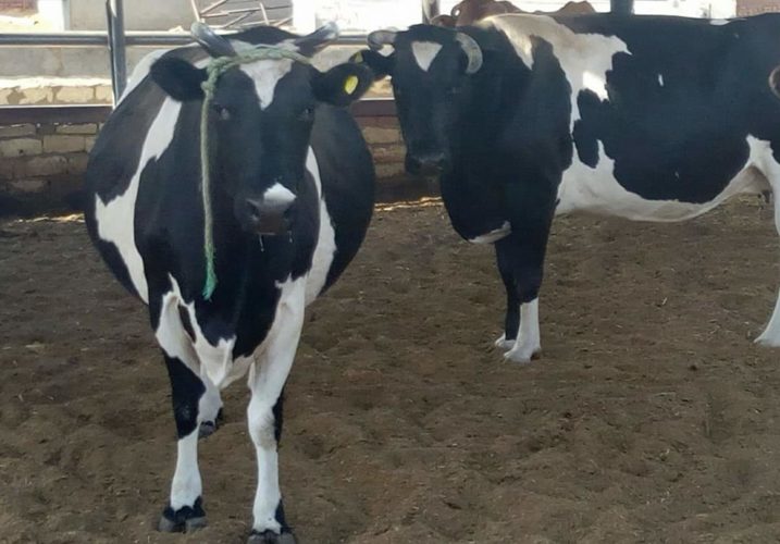 جمعية بداية - لصغار المربيين .. أهم التوصيات لزيادة إنتاج الأبقار للحليب في فصل الشتاء