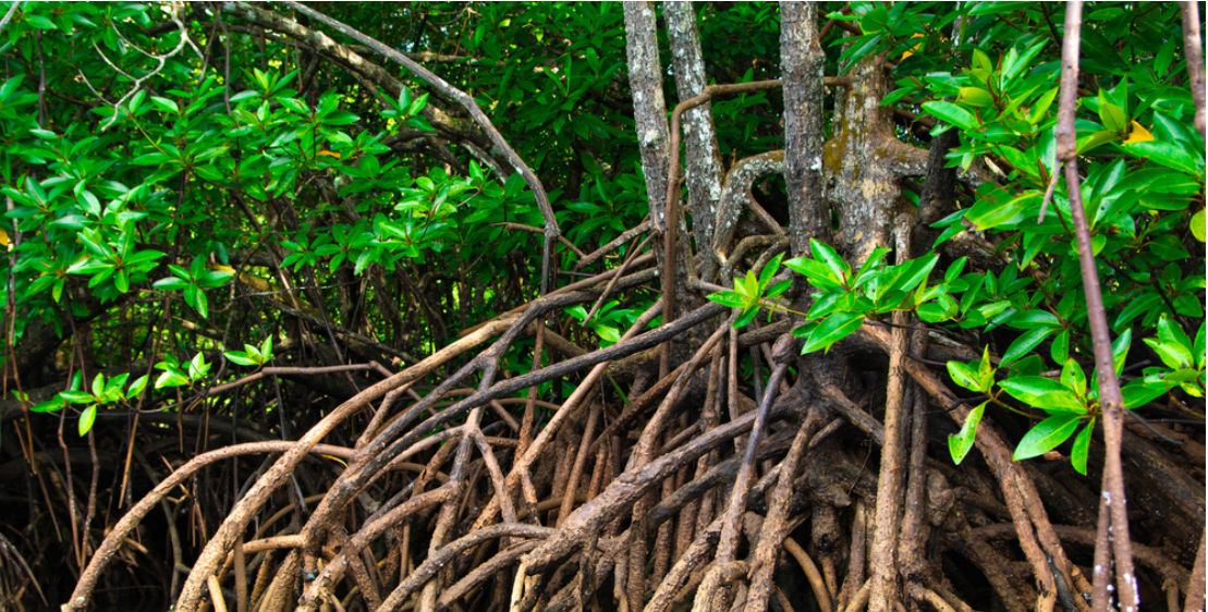جمعية بداية - تعرف على أشجار المانجروف .. حل طبيعى لمواجهة التغيرات المناخية