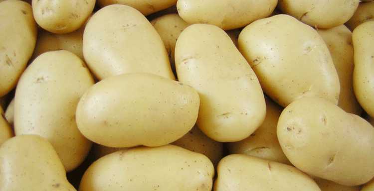 573 الف فدان بطاطس خالية من العفن البنى