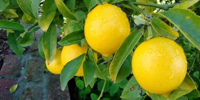 صوره تحتوى على ثمار الليمون