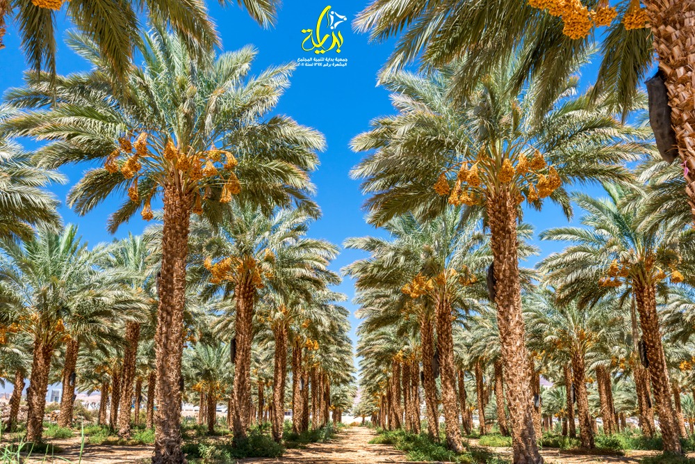 جمعية بدايه - المشروع القومي لزراعة أشجار نخيل البلح فى مصر