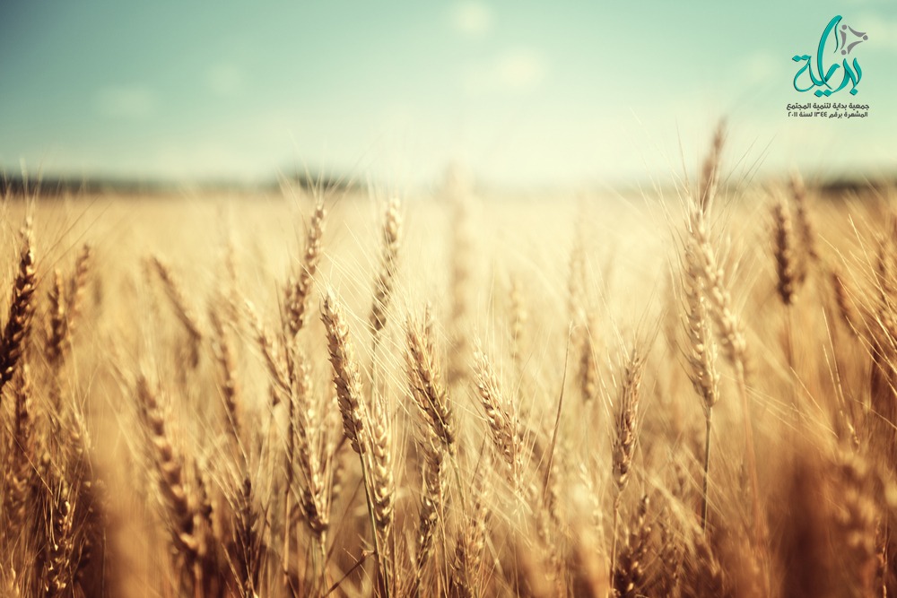 جمعية بداية – الزراعة تصدر إرشادات هامة لحماية القمح بعد موجة التغيرات الجوية