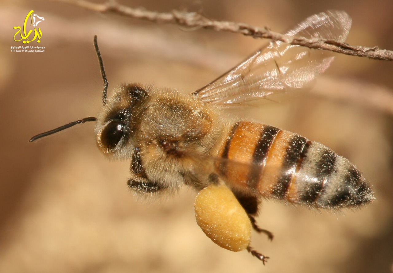 صوره تحتوى على النحل العملاق