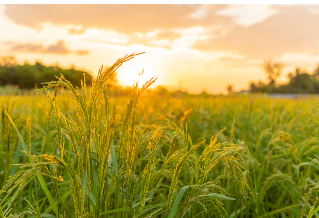 جمعية بداية  – تعرف طرق مقاومة حروق الشمس على المحاصيل