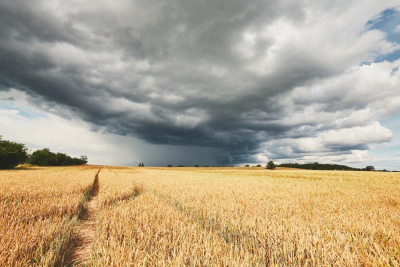 جمعية بداية - توصيات وزارة الزراعة للمزارعين للتعامل مع موجة الطقس البارد والامطار