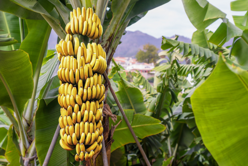 جمعية بداية – طرق مكافحة حشرة المن التى تصيب الموز